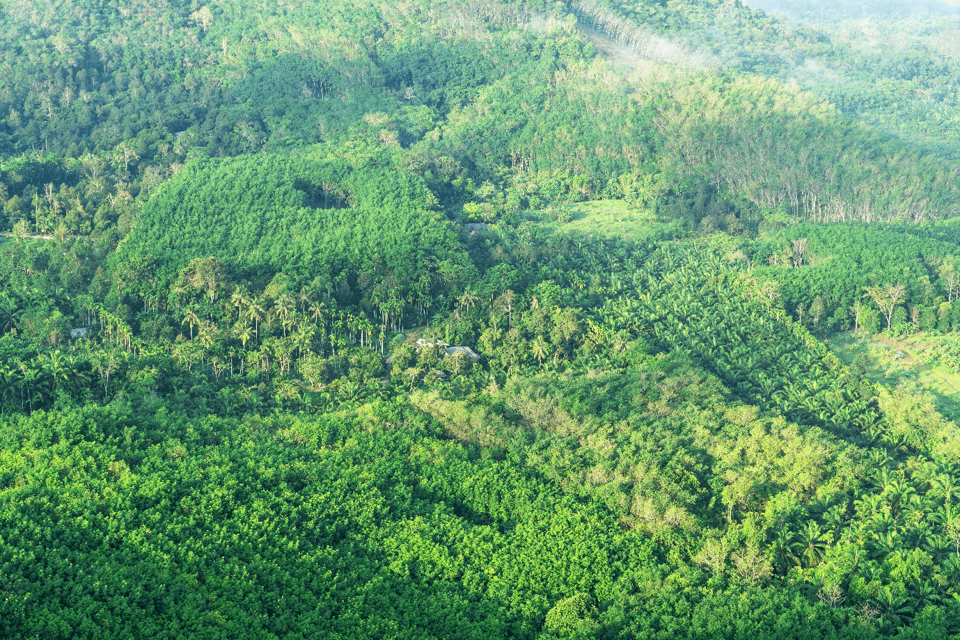 REDD+ & Improved Forest Management (IFM) carbon offset method